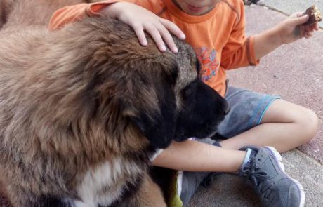 מחקר קבע כי טיפול באמצעות אימון כלבים משפר יכולות תקשורתיות אצל ילדים